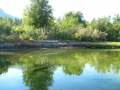 Columbia Lake Prov Park Shores Green Reflections  2012 08 17   IMG 9613