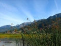 Columbia Lake North End - Wetlands Grasses 2012 09 16 IMG 0358