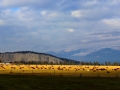 Coys Ranching Panorama - Hoodoos in Background 2013 11 13 IMG_7316