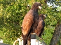 Young Bald Eagles Guard Marina Entrance 2015 08 13 IMG_6434