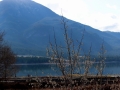 Columere Pond April Willow 2015 04 05 IMG_9011.jpg