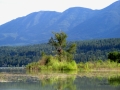 Eagle Tree Morning 2015 06 10 IMG_4587