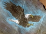 Eagles