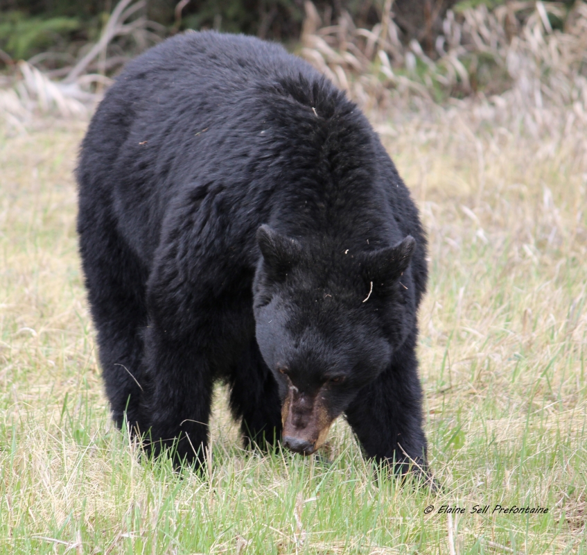 Black Bear in Kootenay National Park, 201305614, IMG 2421
