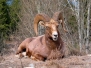 Photo - Bighorn
