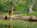 Deer On Shore Watching Me Kayak Columbia Lake, 20130630, IMG 2363