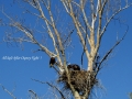 Eagles Safe After Osprey Fight  2018 07 25 IMG_2452