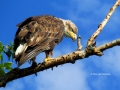 Female Juvenile Bald Eagle Standing 2014 07 23 TRIM IMG_1345