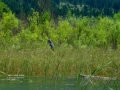 Great Blue Heron In Wetlands, 20130717, IMG 2493