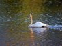 Photo - Swans