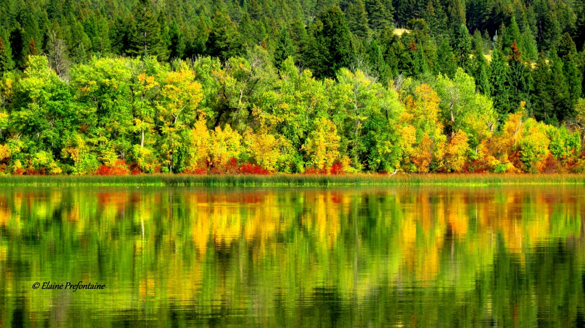 Columbia Lake Provincial Park - Brilliant Fall Colors 2016 09 19 IMG_9329