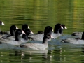 American Coots Waterfowl Swim Beautiful Columbia Lake - 2014 09 20 - IMG_2514