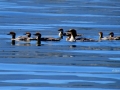 Merganser Family Swim Blue Waters of Columbia Lake - IMG_5976