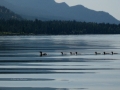 Birds of a Feather Columbia Lake BC - 2012 07 26 - IMG_9088