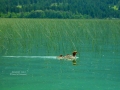 Mergansers Swim Columbia Lake BC - 2013 06 29 - IMG_2298